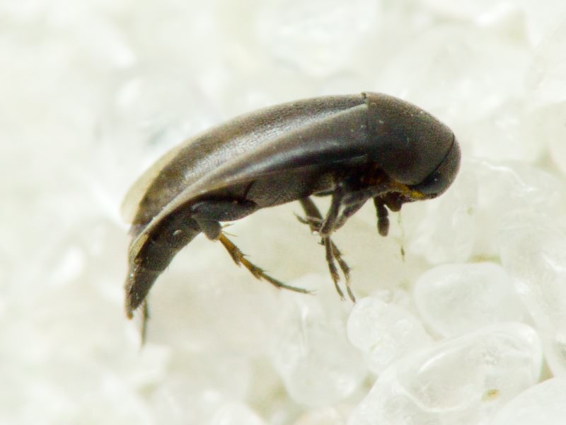 Anaspis